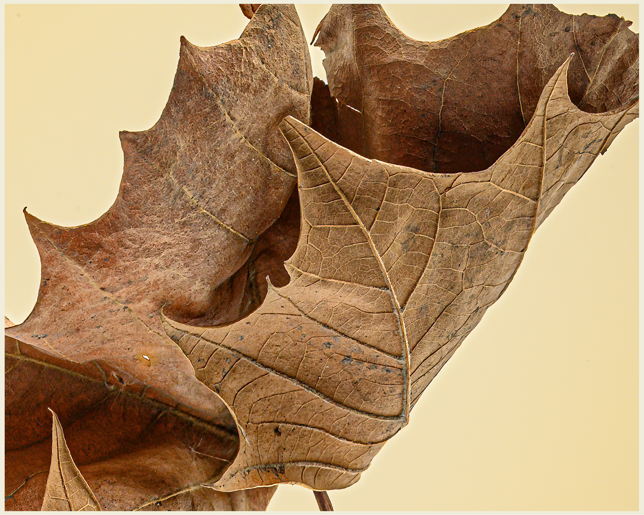 Group Shoot Photo Slide Show